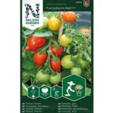 Kirsikkatomaatti, 'Funnyplums Red' F1