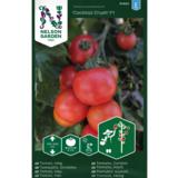 Kirsikkatomaatti, 'Cocktail Crush' F1