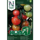 Tomaatti, 'Moneymaker'