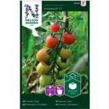 Kirsikkatomaatti 'Sunpeach' F1