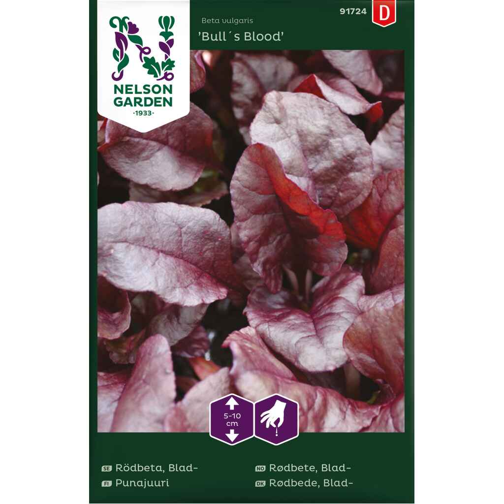 Punajuuri 'Bull's Blood'