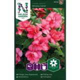 Ahkeraliisa, 'Athena Coral' F1