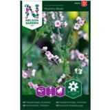 Tiibetinkoirankieli, 'Mystery Rose'