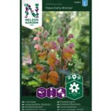 Leijonankita, 'Opus Early Bronze' F1