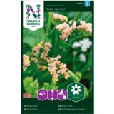 Sini-ikiviuhko 'Cutie Apricot'