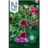 Isotsinnia, 'Cresto! Violet'