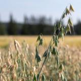 Nella BOR kaura kemiallisesti peitattu 800 kg