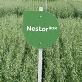 Nestor BOR Siemenkaura kemiallisesti peitattu 800 kg