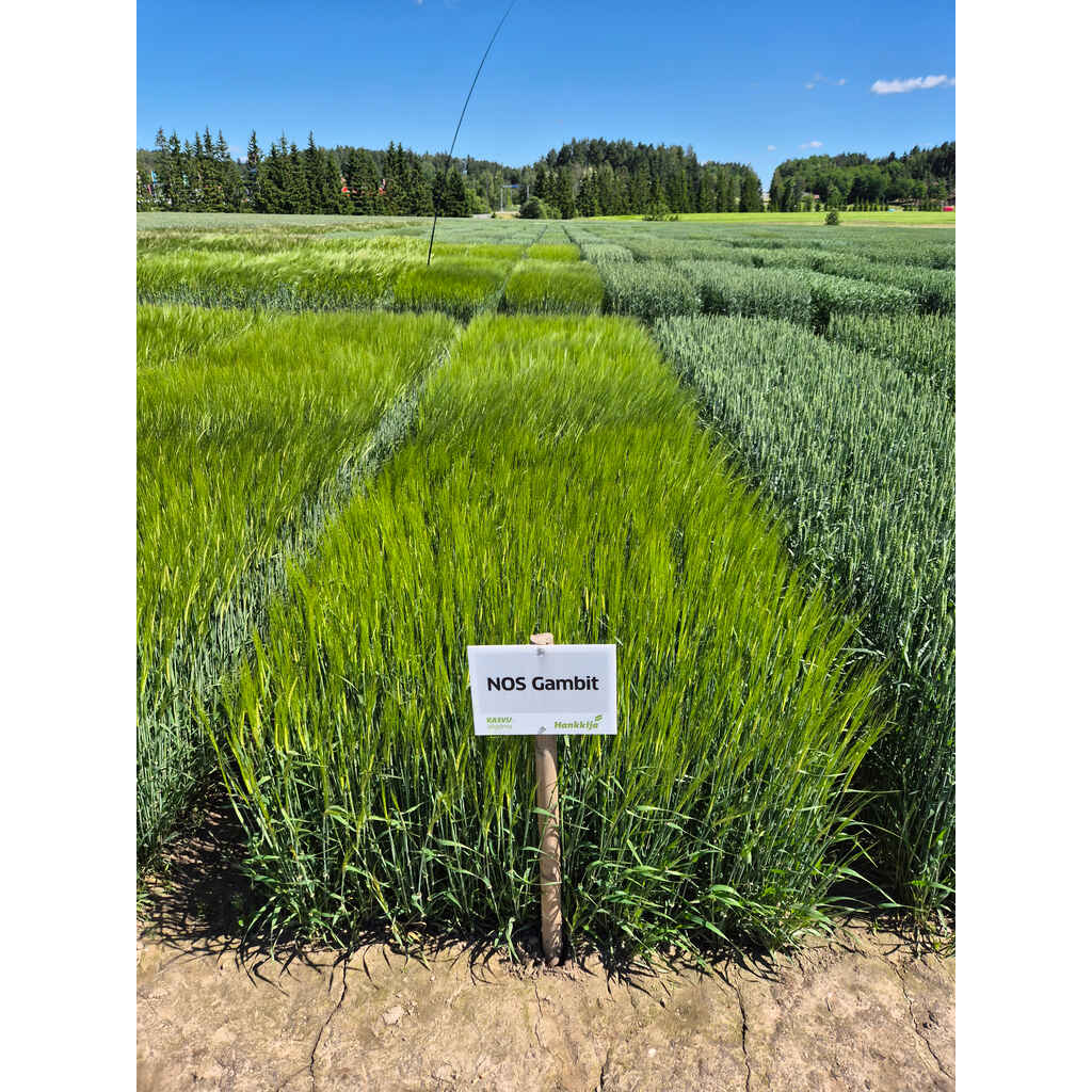 NOS Gambit siemenohra