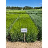 NOS Gambit  siemenohra kemiallisesti peitattu 800 kg