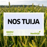 NOS Tuija syysvehnä kemiallisesti peitattu 800 kg