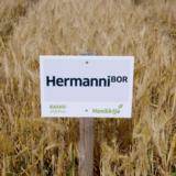 Hermanni ohra kemiallisesti peitattu 800 kg