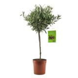 Oliivipuu 18 cm ruukussa