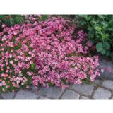 Patjarikko Purpurteppich