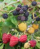 Perhevadelma, astiakoko 4L