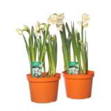 Perunanarsissi Bridal Crown