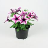 Petunia erikoisväreinä 12 cm ruukussa