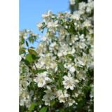 Tähtijasmike Waterton, astiakoko 3L