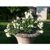 Jasmike Little White Love®, astiakoko 3L