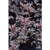 Purppuraheisiangervo Fireside®, astiakoko 3L