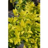 Keltaheisiangervo Lucky Devil®, astiakoko 3L