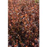 Purppuraheisiangervo Magical® Sweet Cherry Tea, astiakoko 3L