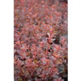 Purppuraheisiangervo Spicy Devil®, astiakoko 3L