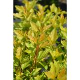 Keltaheisiangervo Tiny Wine® Gold, astiakoko 3L