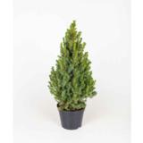 Kartiovalkokuusi Conica, myyntikorkeus 65-80 cm