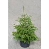 Metsäkuusi, myyntikorkeus 80-100 cm