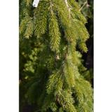 Riippakuusi Inversa, myyntikorkeus 60-80 cm