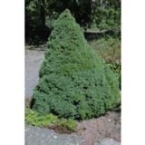 Kartiovalkokuusi Sanders Blue, myyntikorkeus 40-50 cm