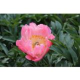 Kiinanpioni Coral Sunset