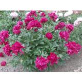 Kiinanpioni Karl Rosenfeld