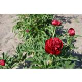 Tarhapioni Rubra Plena