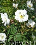 Köynnösruusu Pohjantähti, astiakoko 3,5L