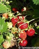 Mansikka Polka 1 kpl