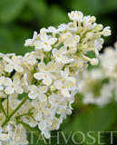 Jalosyreeni Primrose, astiakoko 3L