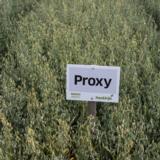 Siemenkaura Proxy 800 kg