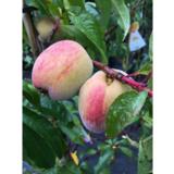 Aprikoosipuu Bergeron