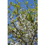 Kirsikkapuu Arttulankirsikka