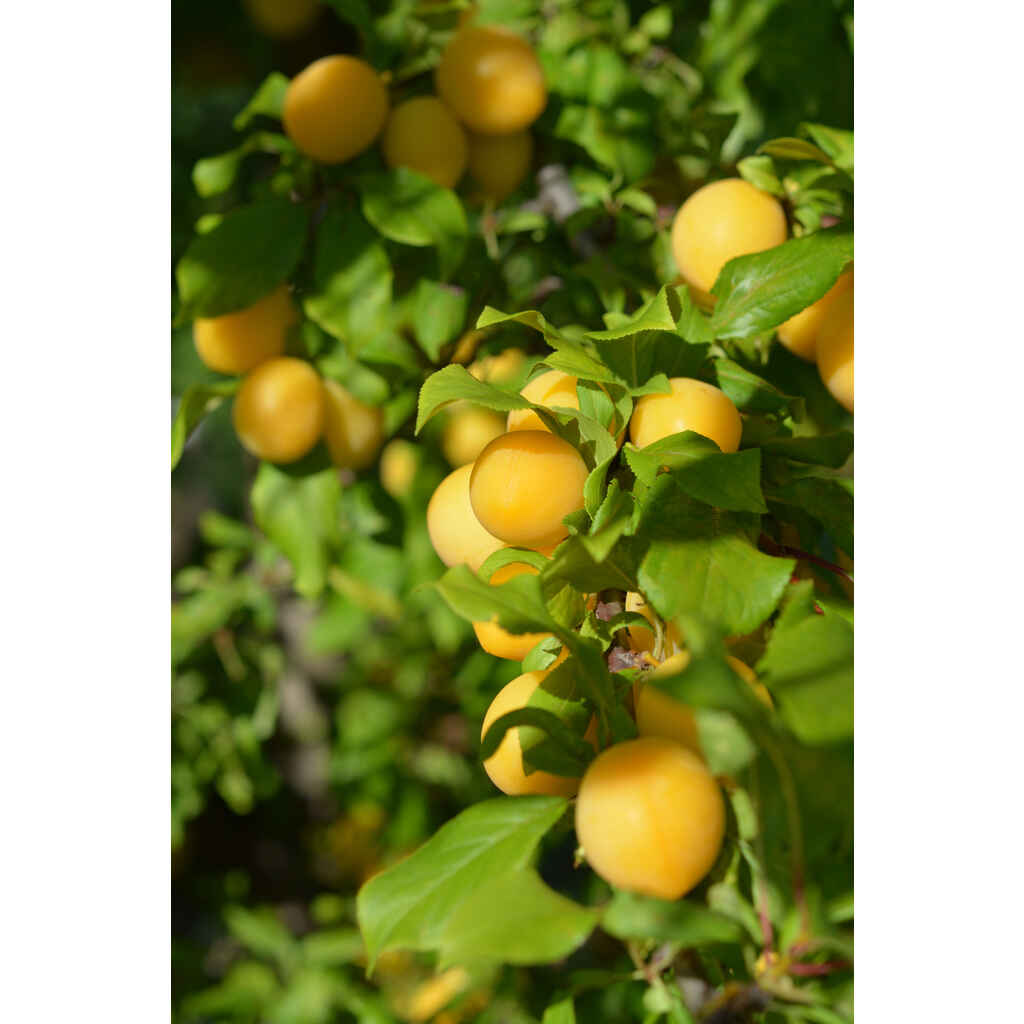 Kirsikkaluumu Podarok