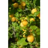 Kirsikkaluumu Podarok