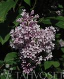 Puistosyreeni Ainola, astiakoko 3L