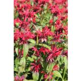 Punaväriminttu Cambridge Scarlet