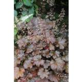 Purppurakeijunkukka Palace Purple