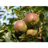 Päärynäpuu Kustavi