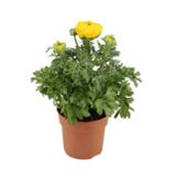 Jaloleinikki 10,5 cm ruukussa