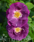 Ruusu Rhapsody in Blue, astiakoko 3,5L