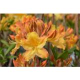 Revontuliatsalea Golden Lights, astiakoko 3L